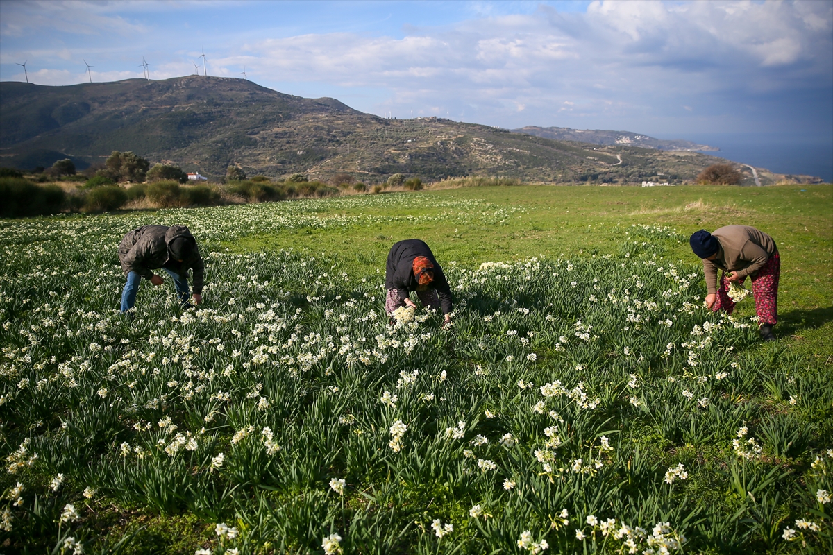 Karaburun'da nergis bayramı!