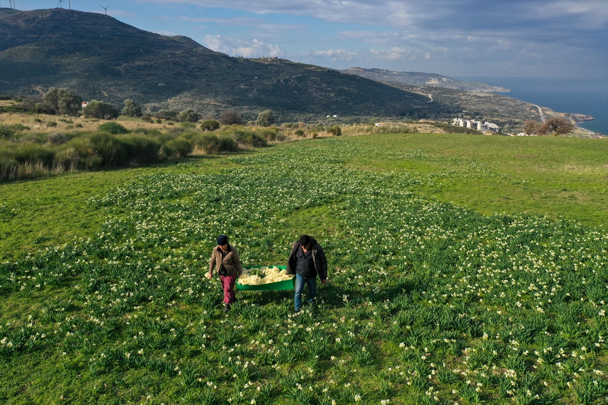 Karaburun'da nergis bayramı!