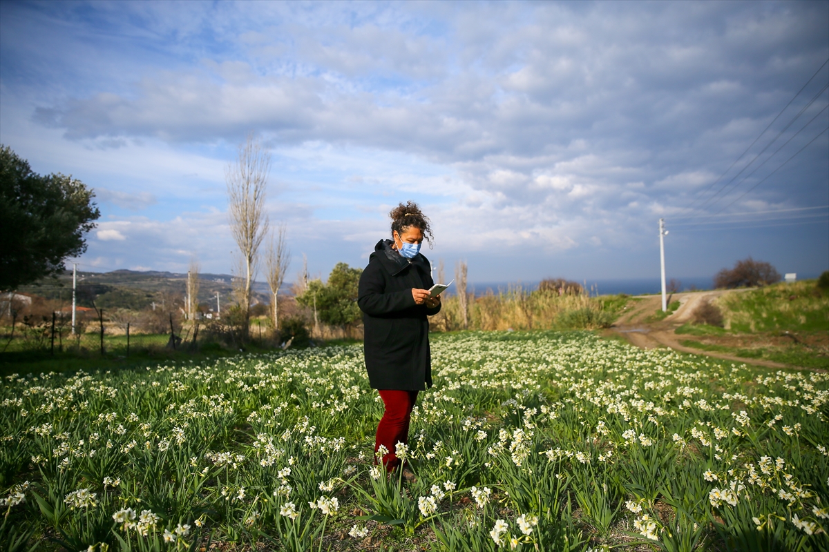 Karaburun'da nergis bayramı!