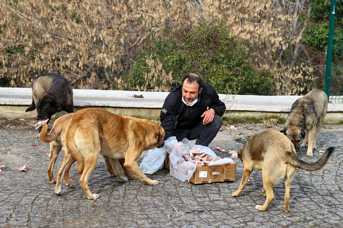 Motosikletli kurye sokak hayvanları için yollara düşüyor