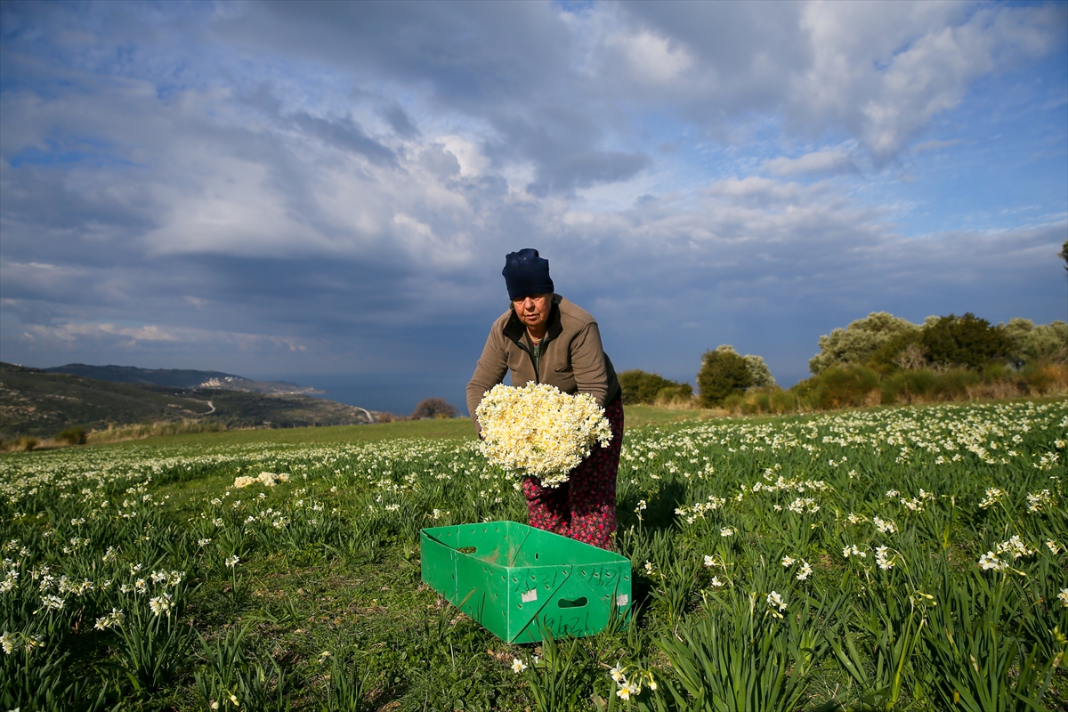 Karaburun'da nergis bayramı!