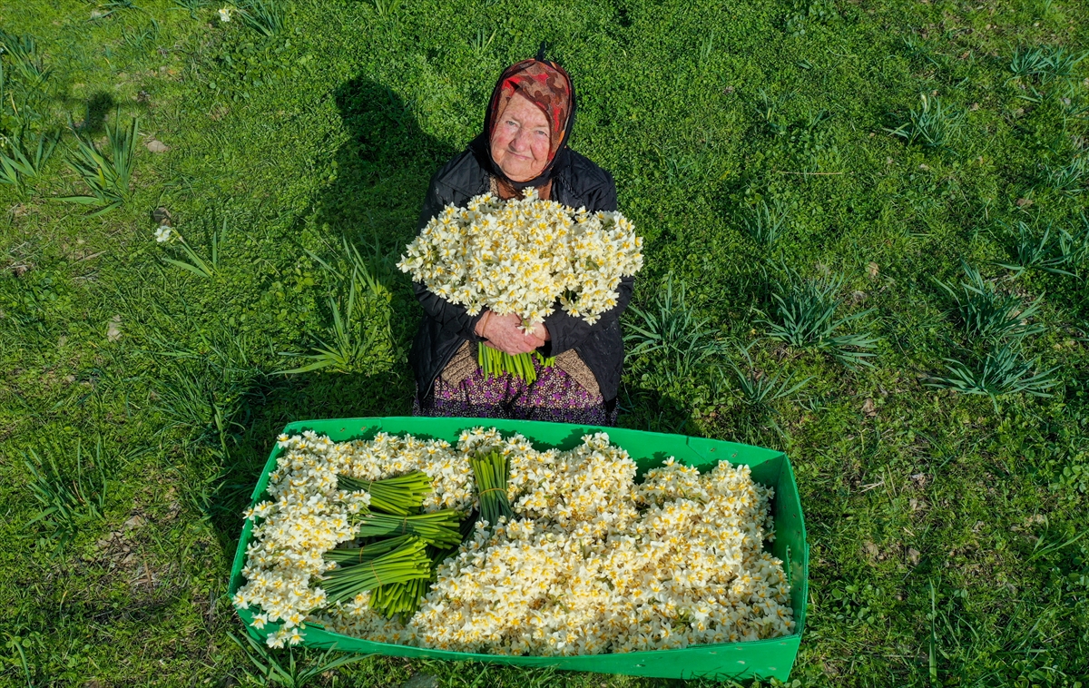 Karaburun'da nergis bayramı!