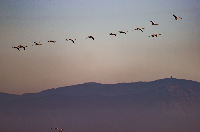 İzmir'deki 'flamingo adası' kuluçkaya yatan binlerce allı turnaya kucak açtı