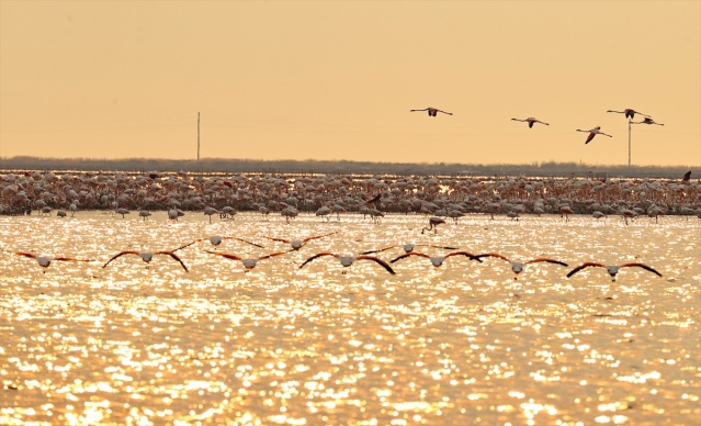 İzmir'deki 'flamingo adası' kuluçkaya yatan binlerce allı turnaya kucak açtı