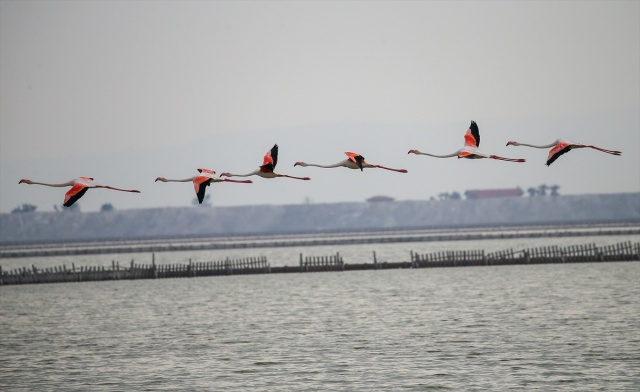 İzmir'deki 'flamingo adası' kuluçkaya yatan binlerce allı turnaya kucak açtı