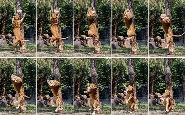 Doğal Yaşam Parkı'nın sakinleri dondurulmuş meyvelerle serinliyor