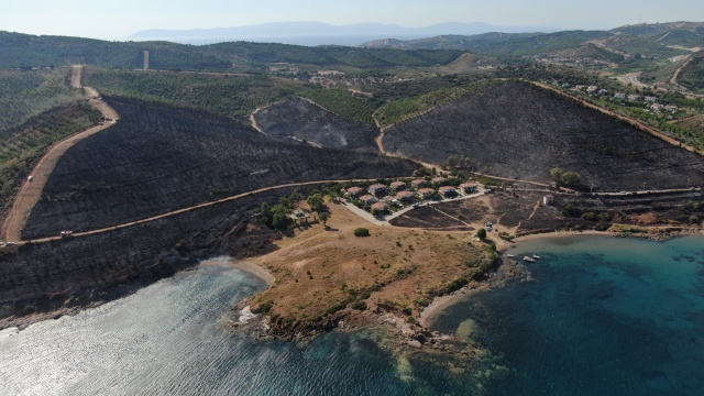 Seferihisar'da ağaçlandırma sahasında yandı