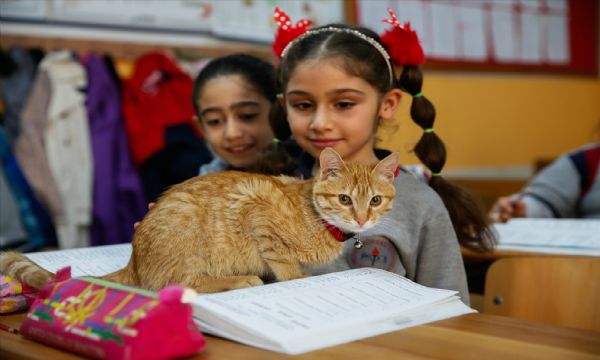 Kedi 'Tombi' sınıfa döndü