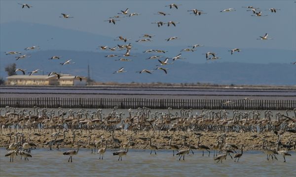 İzmir Kuş Cenneti'nde flamingo rekoru