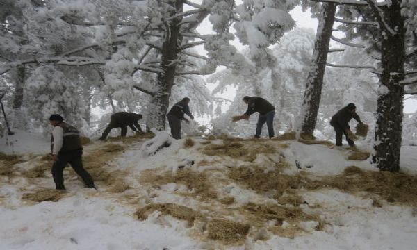 İzmir'de yaban hayvanlarına yem desteği