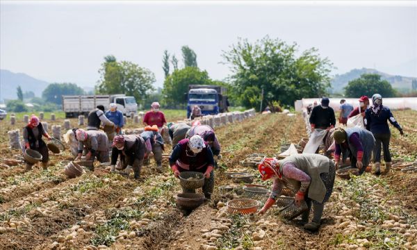 Ödemiş'te patates hasadı tam gaz!