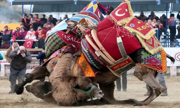 Selçuk'ta büyük şölen: Deve güreşlerinin Kırkpınar'ı!