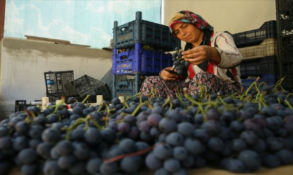 İzmir'in tescilli üzümüne 'renkli' koruma