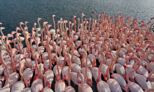 İzmir'de flamingolar körfezi şenlendiriyor