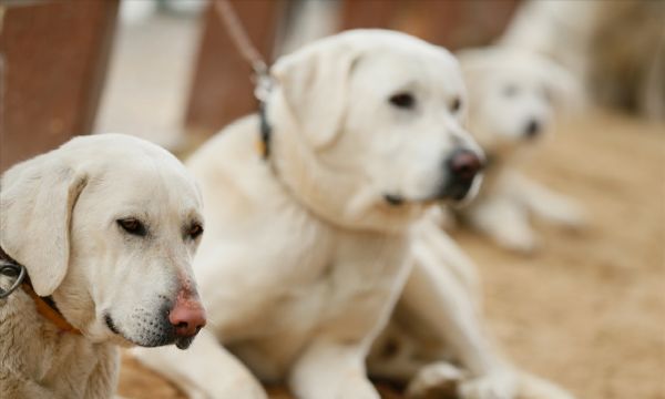 İzmir'de 'köpek ırkları' yarıştı