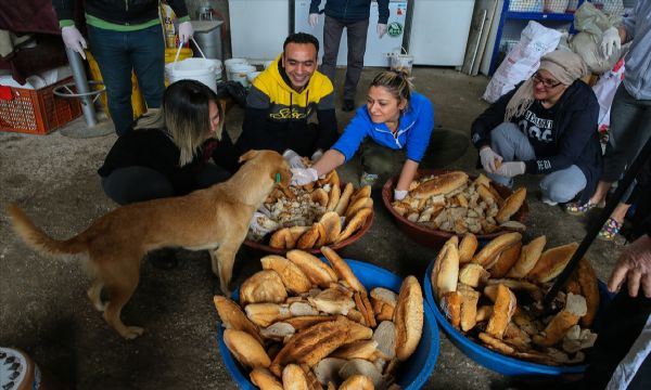 Sahipsiz 600 köpeğin bakımını yapıyorlar!