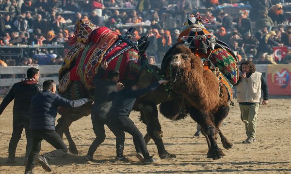 Selçuk Efes Deve Güreşleri Festivali yapıldı