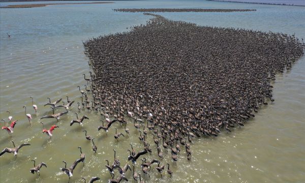 Kreşteki flamingo yavrularından muhteşem görüntüler