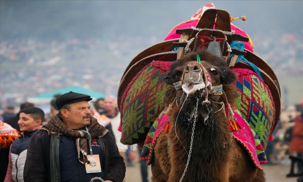 37. Selçuk Efes Deve Güreşi Festivali