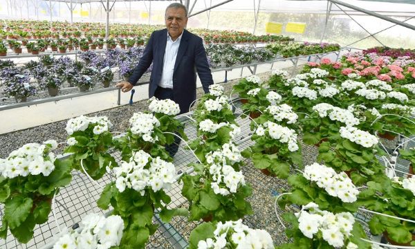 Bayındırlı çiçek üreticileri Hollanda'ya ihracata başladı
