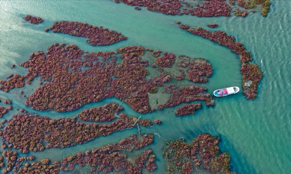 Yüzlerce kuş türünün yaşam alanı: UNESCO adayı Gediz Deltası