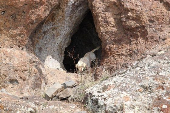 PKK şokta! Hepsini ele geçirdiler