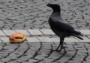 Karganın ekmek arası döner ziyafeti