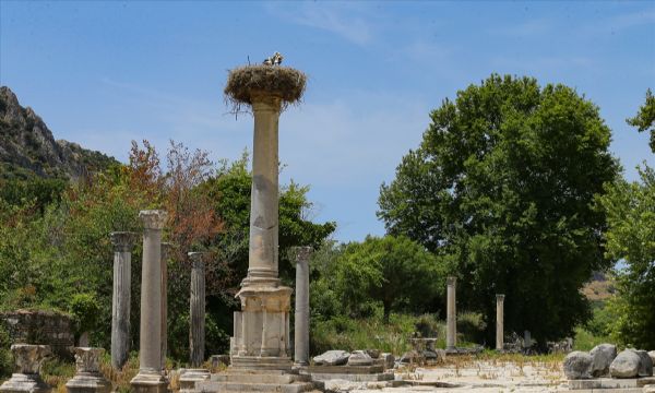 Efes Antik Kenti leylekleri