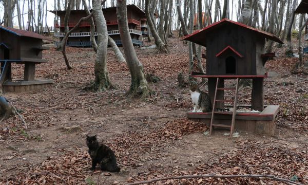 Sokak kedileri için 'Kedi kasabası'