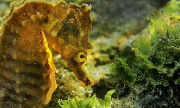 Korona günlerinde Körfez'den çok güzel haber