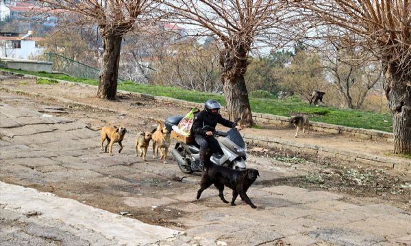 Motosikletli kurye sokak hayvanları için yollara düşüyor
