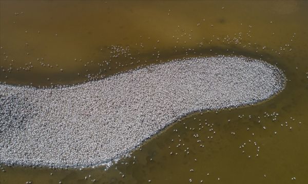 İzmir Kuş Cenneti'nde 20 bin flamingo kuluçkaya yattı