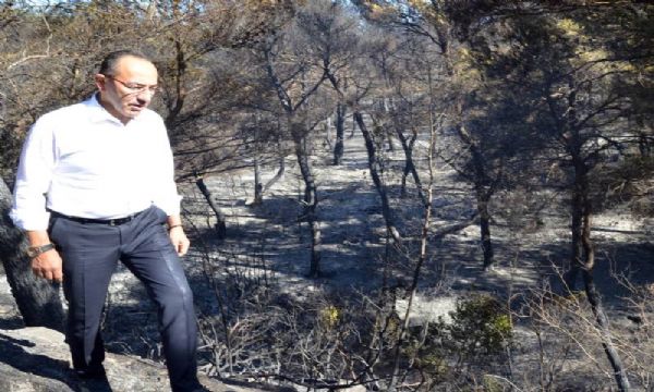 Urla ormanlarına ağlıyor: Yeniden ağaçlanıdarcağız