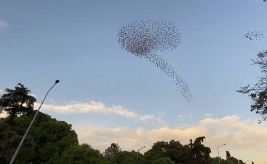 Sığırcık kuşlarının gökyüzündeki dansı hayran bıraktı