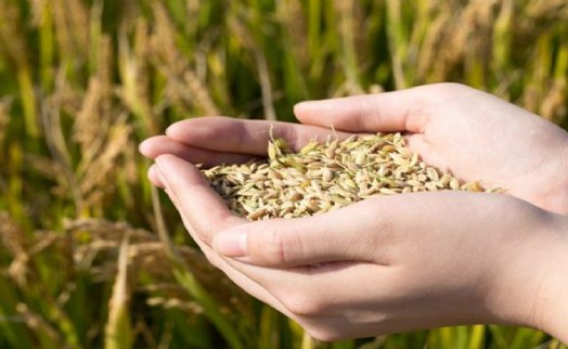 Hububat ihracatçılarının yeni rotası Brezilya