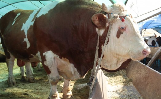 1 ton 650 kilogramlık 'Vartolu' isimli dana araba fiyatına satıldı