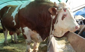 1 ton 650 kilogramlık 'Vartolu' isimli dana araba fiyatına satıldı