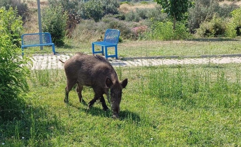 Aç kalan domuzlar şehre indi