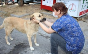 Karşıyaka Belediyesi, 8 ayda 24 bin can dosta hizmet sundu