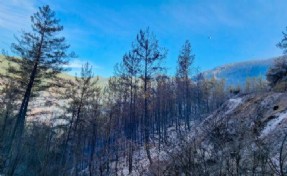 Alanya'daki orman yangını kontrol altına alındı