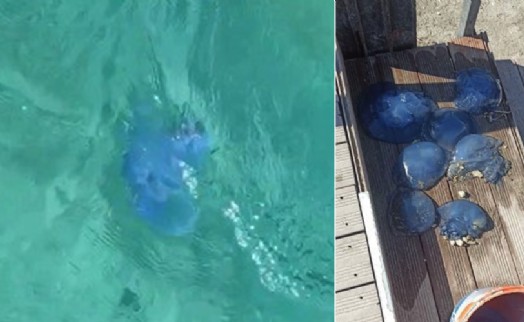 Denizanaları Foça'dan sonra Çeşme kıyılarında da panik oluşturdu