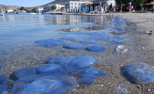 Foça’da denizanası istilası sürüyor