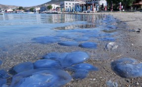 Foça’da denizanası istilası sürüyor