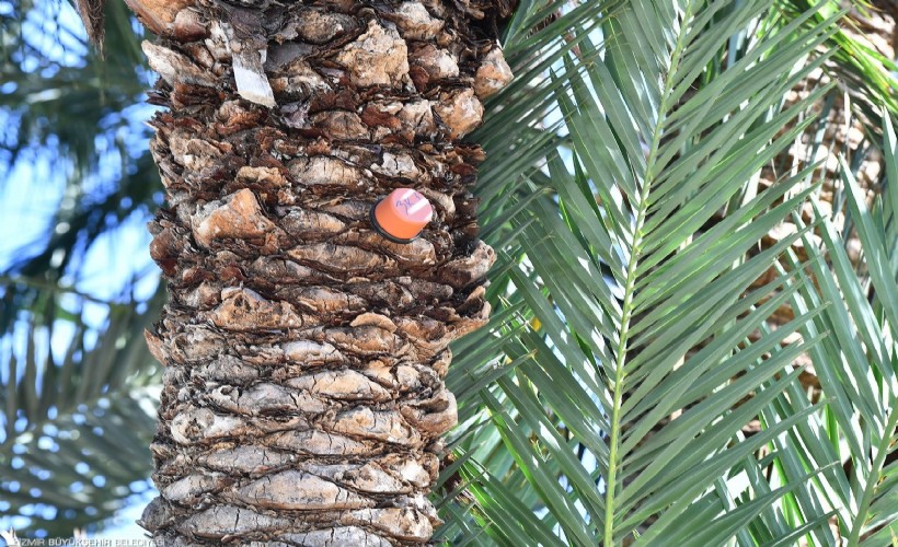 İzmir’in palmiyeleri için alarm sistemi