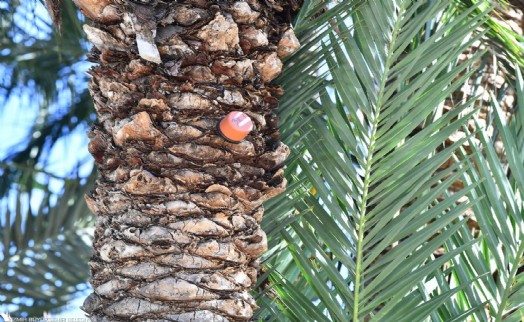 İzmir’in palmiyeleri için alarm sistemi