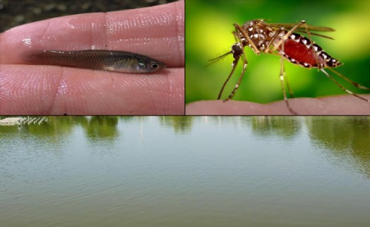 Karşıyaka Belediyesi, sivrisineğe karşı biyolojik yöntemlerle mücadele ediyor