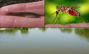 Karşıyaka Belediyesi, sivrisineğe karşı biyolojik yöntemlerle mücadele ediyor