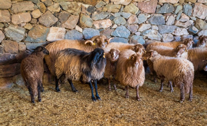 Kaçeli koyunlarının yeni evi Olivelo Yaşayan Parkı