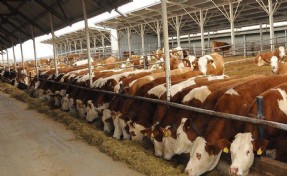 Tarım Bakanlığı 600 bin sığır ithal edecek