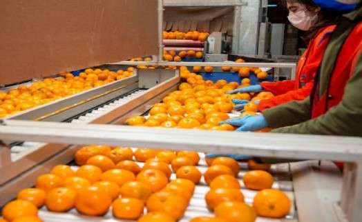 Satsuma mandalinanın ihracat yolculuğu 18 Ekim’de başlıyor